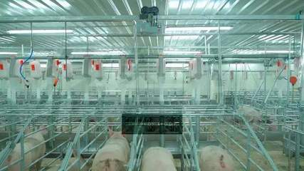 望塵莫及！牧原5元養豬成本背后 資本驅動下的設備革命與成本謎局